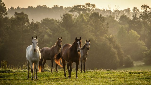 Passeggiate a cavallo